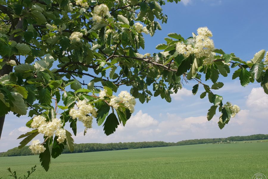 Mehlbeerbaumallee